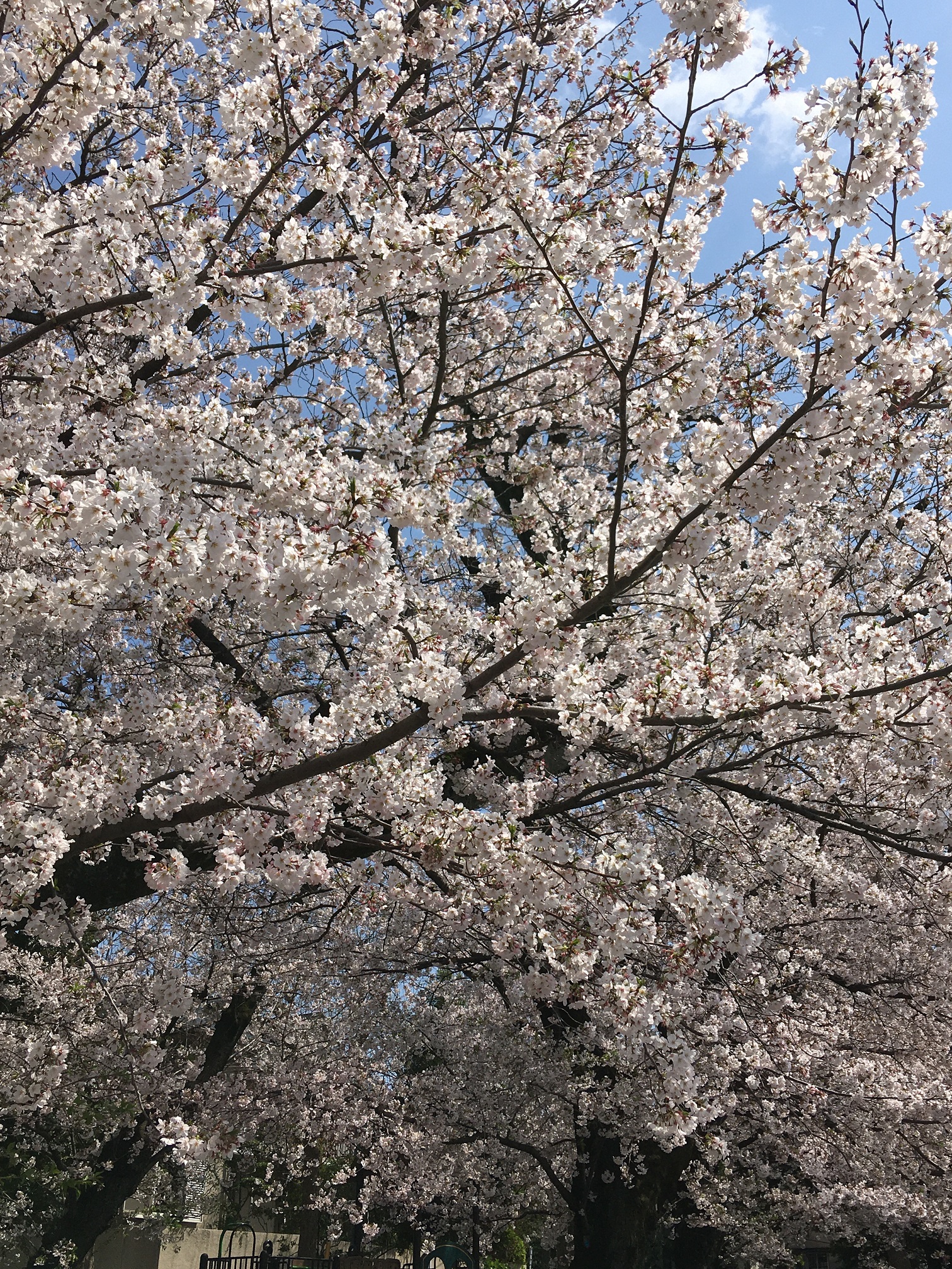 洗足池の写真を撮影しました ２０２０年４月２日 弁理士ゆうオフィシャルサイト